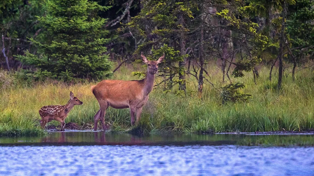 deers in forest